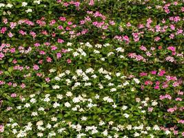 linda parede decorativa de flores rosa e brancas. foto