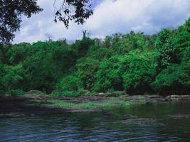 árvores à beira-mar da floresta tropical no parque nacional de khao yai, tailândia, um patrimônio mundial. foto