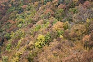 detalhe da floresta de outono foto