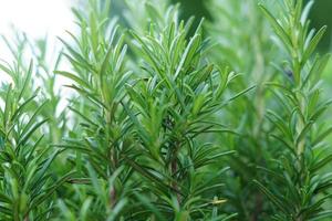 close-up da planta de alecrim em crescimento. erva de especiarias para culinária e aroma foto