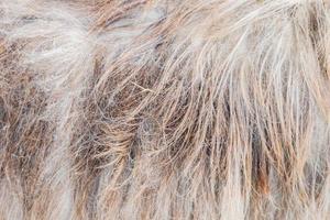 textura de fundo de pele de ovelha. pêlos de animais antes de cortar. foto