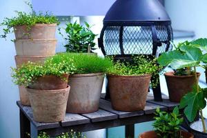 vasos de barro com plantas na mesa de madeira. decoração de jardim foto