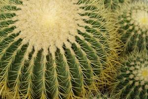 cactos em forma de bola para segundo plano, close-up foto