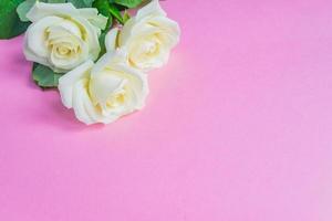 buquê de rosas brancas florescendo em fundo rosa pastel. quadro floral romântico. espaço de cópia foto