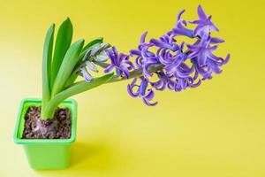 flor de jacinto azul florescendo em pote de plástico verde sobre fundo amarelo. copie o espaço. foto