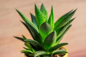 planta de aloe vera em vaso de cerâmica amarela, planta de casa, jardinagem doméstica. foco suave. foto