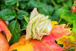 uma rosa branca na folha de bordo vermelho, fundo natural de outono foto