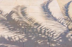 sombras de folhas de palmeira na calçada. foto