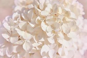soft white hydrangea hydrangea macrophylla ou hortensia flor rasa profundidade de campo para uma sensação suave e sonhadora. foto