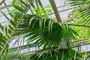 várias plantas tropicais em casa verde. folhagem exuberante foto