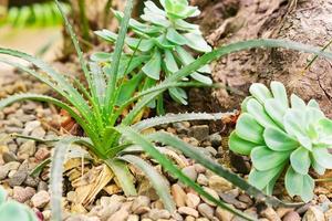 aloe arborescens e pequenas suculentas ou cactos no jardim botânico do deserto e fundo de seixos de pedra foto