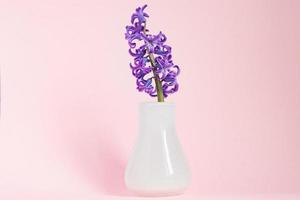 lindo jacinto roxo florescendo em vaso de vidro branco no fundo rosa. buquê de primavera para decoração de interiores, fundo criativo com espaço de cópia foto