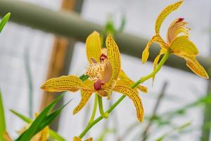flores de orquídeas exóticas amarelas no jardim botânico foto