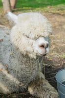 retrato de alpaca branca suja na fazenda foto