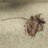 folha de bordo seca na superfície de concreto, vista superior plana, fundo de outono foto