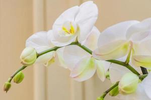 close-up de phalaenopsis branco florescendo ou flor de orquídea dendrobium mariposa. foto