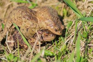 três sapos marrons comuns europeus rana temporaria mate durante a época de acasalamento. foto