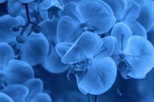 cor de tendência 2020 azul clássico, fundo de flor de orquídea artificial foto