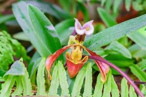 close-up da orquídea florescendo paphiopedilum no jardim botânico foto