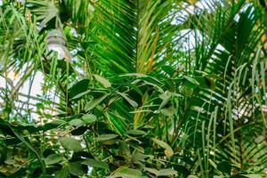 folhagem exuberante no jardim tropical. bananeiras e plantas da selva. fundo natural foto
