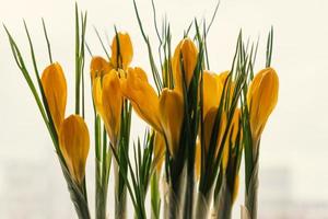 açafrões amarelos em pote de plástico no peitoril da janela. flores da primavera, jardinagem doméstica foto