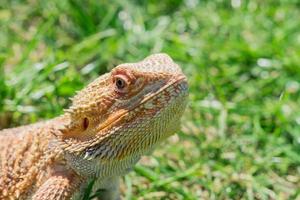 closeup de um dragão barbudo pogona vitticeps na grama verde. animal doméstico exótico. foto