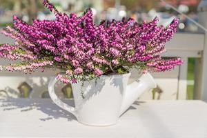 bela flor roxa erica darleyensis ou urze em pote de cerâmica branca em forma de regador na mesa branca. foco seletivo foto