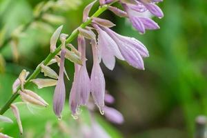 close-up de flor de hosta desabrochando após a chuva. foto