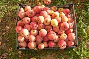 caixa de plástico cheia de maçãs caídas maduras. alimentos orgânicos saudáveis. eco crescendo em frutas foto