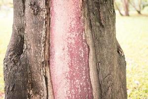 o tronco da árvore da qual a casca é descascada a madeira é vermelho claro. o tronco da árvore onde a casca é descascada é vermelho claro foto