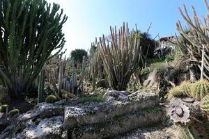 o cacto é grande e espinhoso cultivado no parque da cidade. foto