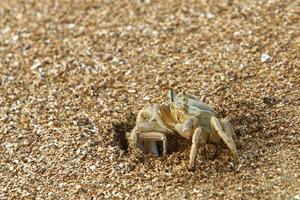 caranguejo de areia nas margens do mar mediterrâneo. foto