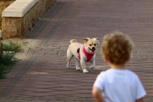 nahariya israel 14 de outubro de 2019 cachorro em uma caminhada em um cara da cidade à beira-mar. foto