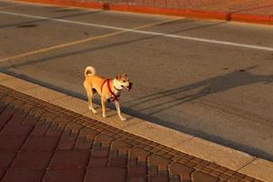 nahariya israel 14 de outubro de 2019 cachorro em uma caminhada em um cara da cidade à beira-mar. foto