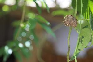 inhame maior, também conhecido como, dioscorea alata, tubérculo aéreo, araruta da guiana, inhame roxo, inhame de dez meses, batata de árvore, ube, está pendurado com folhas verdes foto