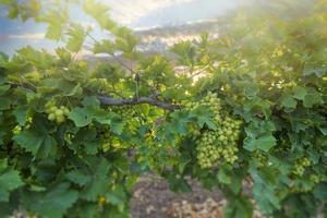 uvas para vinho branco no vinhedo na hora do dia. foto