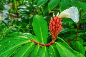 as flores são lindas foto