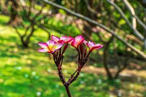 As flores de plumeria são tão bonitas que são populares na Tailândia. foto