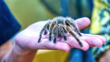 aranha gigante está na mão. é um animal de estimação popular na Tailândia. foto