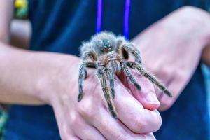 aranha gigante está na mão. é um animal de estimação popular na Tailândia. foto