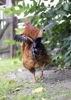 um grande galo com um topete vermelho na aldeia. jovem galo vermelho rhode island red barnyard mix. uma bela foto de um galo de penas laranja rhode island em uma pequena fazenda. penas multicoloridas.