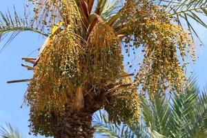 rica colheita de tâmaras em palmeiras no parque da cidade. foto