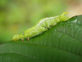 grandes lagartas verdes. nas folhas, as pragas comem e danificam. foto