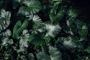 fundo de folha verde, folha tropical foto