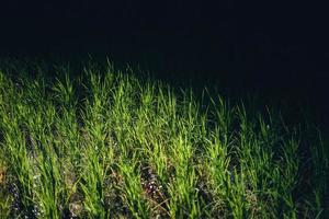 arroz verde fild com luz da noite foto
