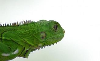 iguana bebê verde foto