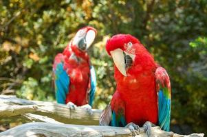 casal de arara vermelha foto