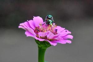 casal de besouros em uma flor rosa foto