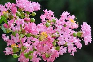 arbusto de flores rosa e amarelo foto