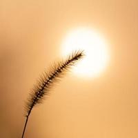 grama de prado único contra o sol foto